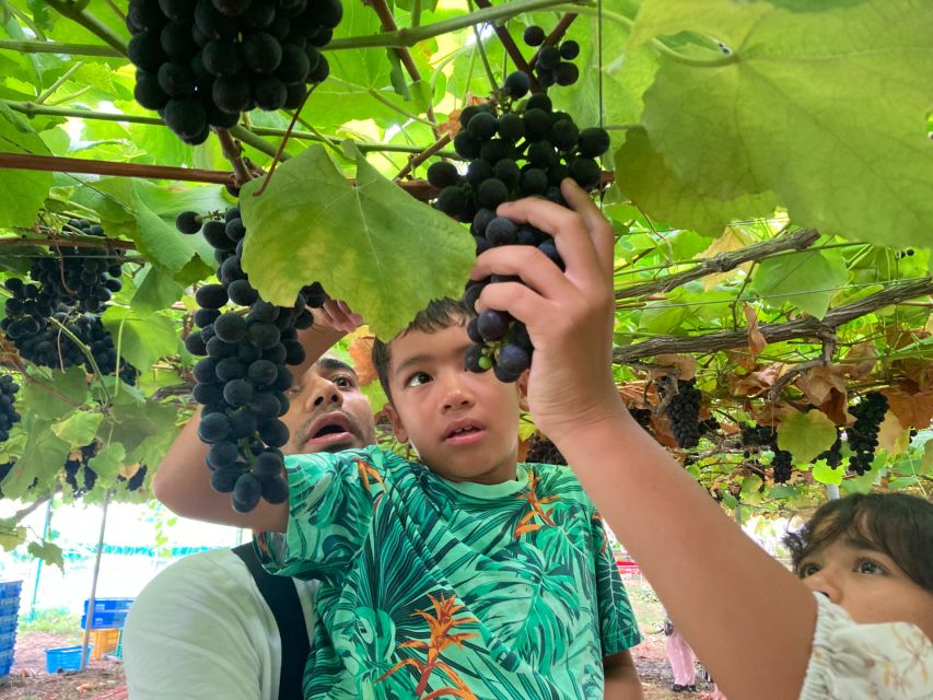 Seasonal Mt. Fuji Scenic Views, Fruit Picking and Ropeway! - Scenic stops around Mt. Fuji: Oishi Park and the seasonal “must-see” places