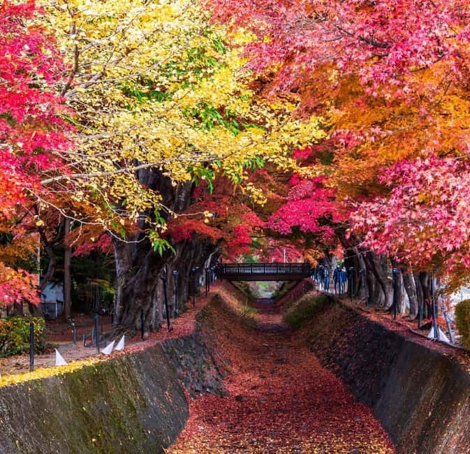 Seasonal Mt. Fuji Scenic Views, Fruit Picking and Ropeway! - Price and value: does $90 make sense?