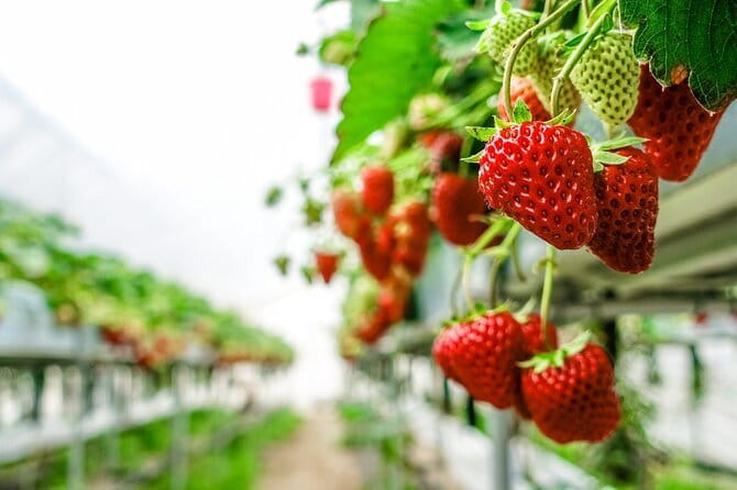 Seasonal Mt. Fuji Scenic Views, Fruit Picking and Ropeway Ride! - A Fuji day that’s more than a quick photo stop