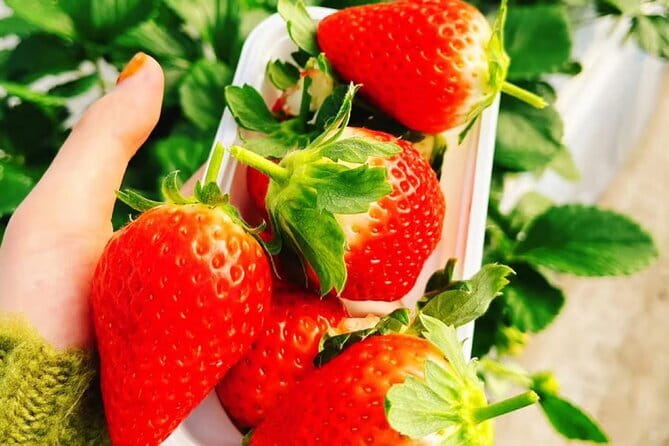 Seasonal Mt. Fuji Scenic Views, Fruit Picking and Ropeway Ride! - Yamanashi fruit farm: fun, yes. Expectations should be flexible