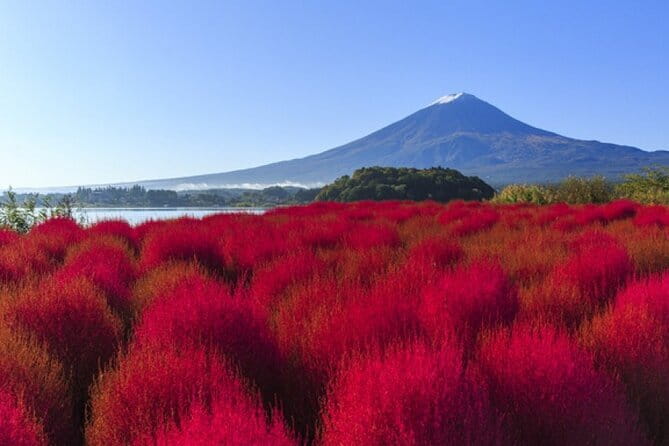 Seasonal Mt. Fuji Scenic Views, Fruit Picking and Ropeway Ride! - Lunch with houtou udon: included food that keeps the schedule sane