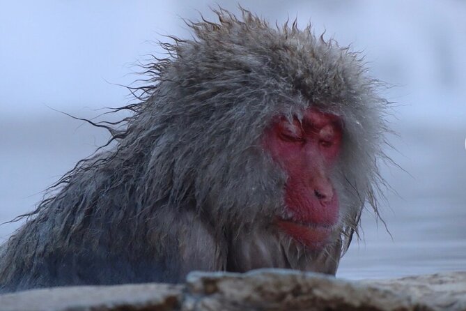Snow Monkey Nagano Day Tour by Car English Driver in Person Guide - The Jigokudani Snow Monkey Park Stop: Hot-Spring Macaques, Up Close