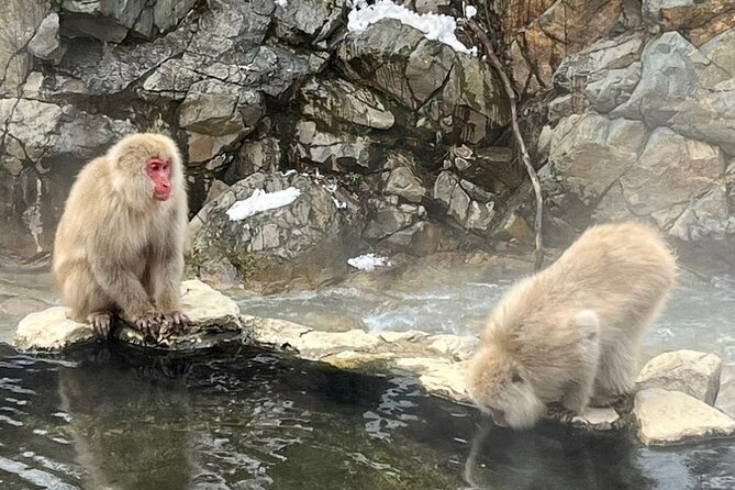 Snow Monkey Nagano Day Tour by Car English Driver in Person Guide - Should You Book This Nagano Snow Monkey Car Tour?