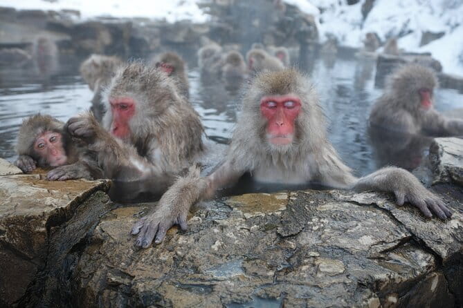 Snow Monkey Park and Miso Production Tour Bullet Train from Tokyo - Key Things You’ll Notice on This Nagano Day Trip