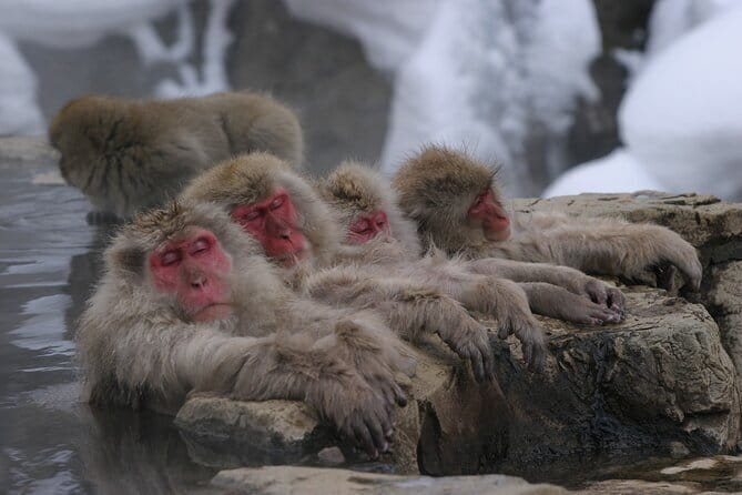 Snow Monkey Park and Miso Production Tour Bullet Train from Tokyo - Getting There Smoothly: Tokyo City i Ticket Pickup and the Morning Rhythm