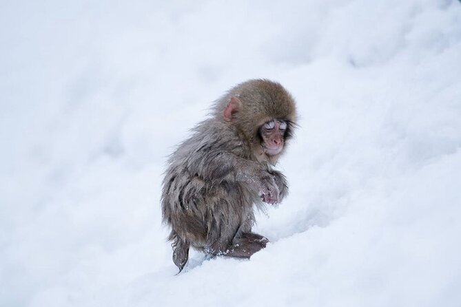 Snow Monkey Park & Zenkoji Temple Nagano Pvt. Full Day Tour. - Getting picked up at Tokyo Station and staying in one rhythm