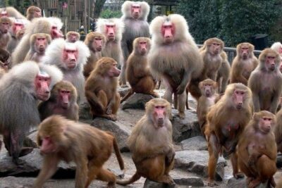 Snow Monkey Park & Zenkoji Temple Nagano Pvt. Full Day Tour. - Jigokudani Snow Monkey Park: watching wild macaques soak in winter
