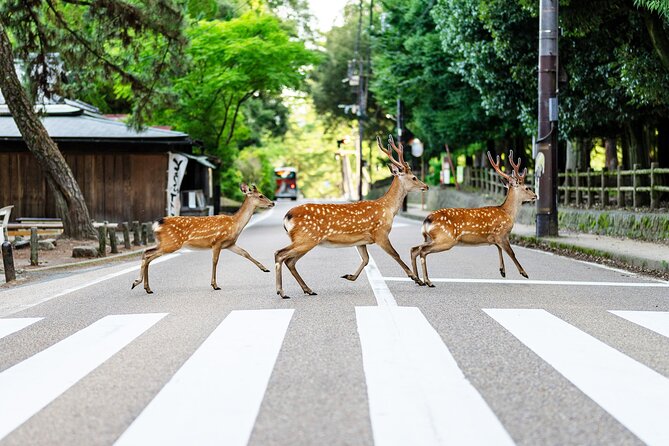 Super Express Nara & Kyoto Private 1-Day Tour from Tokyo - Key points worth knowing before you go