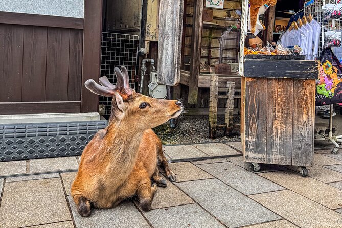 Super Express Nara & Kyoto Private 1-Day Tour from Tokyo - Heading back to Kyoto: the panoramic ride and the second half of the day