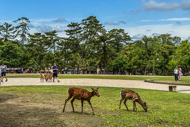 Super Express Nara & Kyoto Private 1-Day Tour from Tokyo - The Nozomi return to Tokyo: fast finish, earlier evening reset