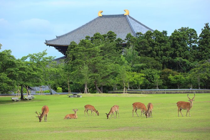 Super Express Nara & Kyoto Private 1-Day Tour from Tokyo - Nara Park and Todai-ji: the day’s most emotional “big moment” pair