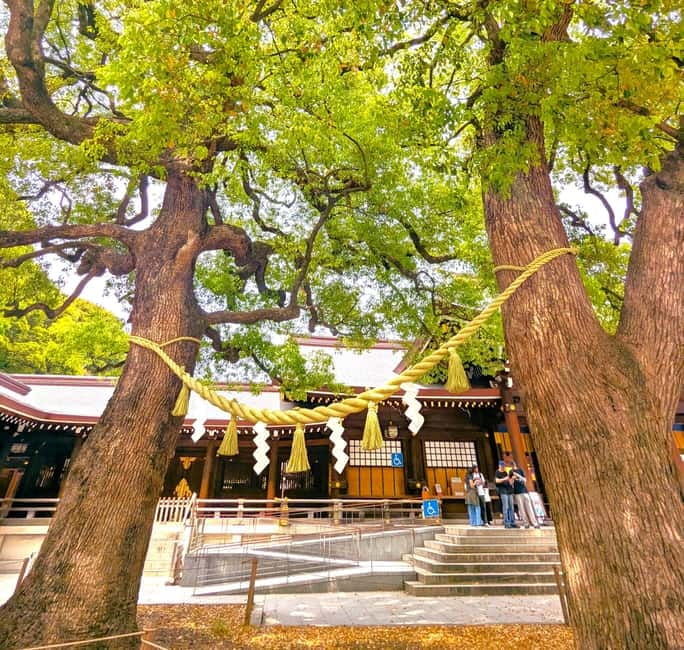 This is Real TOKYO!! SHIBUYA Tour from TGP!! - Meiji Shrine: the calm reset you’ll feel right away