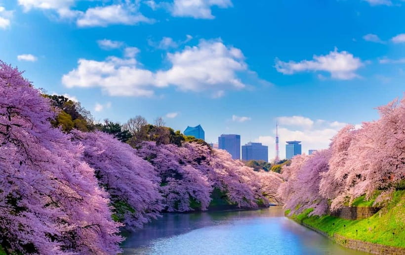 Tokyo Cherry Blossom Express Tour with Boat Ride - Key things to know before you go