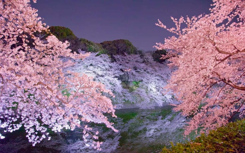 Tokyo Cherry Blossom Express Tour with Boat Ride - Koishikawa Korakuen Garden: the calm start that sets the tone