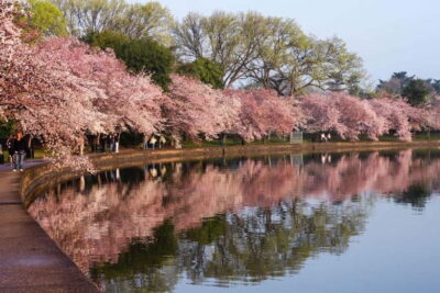Tokyo Cherry Blossom Express Tour with Boat Ride - Meeting at Koishikawa Korakuen: find the West Entrance fast