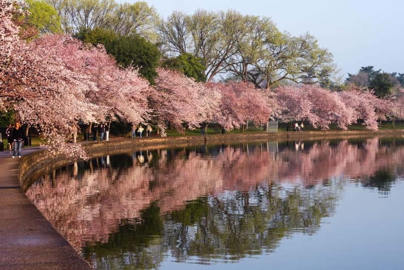 Tokyo Cherry Blossom Express Tour with Boat Ride - Meeting at Koishikawa Korakuen: find the West Entrance fast
