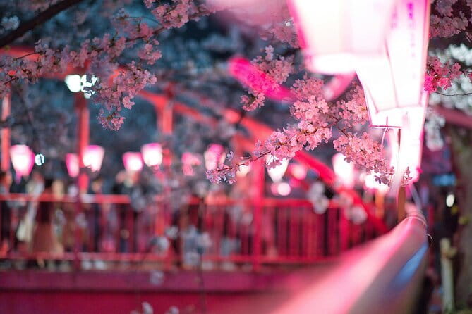 Tokyo Cherry Blossom Half Day Walking Tour with a Local Guide - The cherry blossom game plan: four stops in four hours