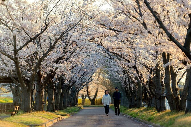 Tokyo Cherry Blossom Half Day Walking Tour with a Local Guide - Key points that actually help you decide