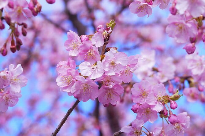 Tokyo Cherry Blossom Half Day Walking Tour with a Local Guide - Meiji Jingu Gaien and Sakurada-dori: 1,500 cherry trees along the avenue