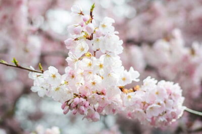 Tokyo Cherry Blossom Matcha Experience in Yoyogi Park (Shibuya) - Where it fits in Shibuya, Harajuku, and Omotesando