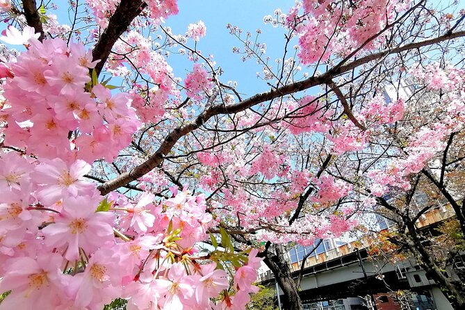 Tokyo Cherry Blossoms blooming spots E-bike Tour, 3hrs - Why an E-Bike Blossom Tour Feels Like a Tokyo Shortcut