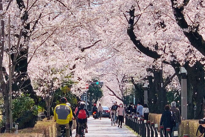 Tokyo Cherry Blossoms blooming spots E-bike Tour, 3hrs - Sotobori Park: Riding Along the Outer Moat for a Different Angle