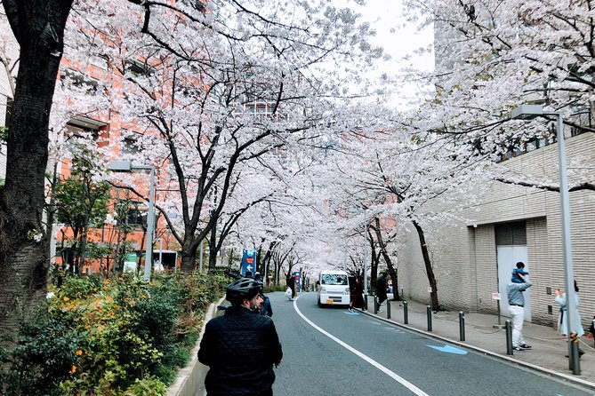 Tokyo Cherry Blossoms blooming spots E-bike Tour, 3hrs - How the Guide Changes the Whole Experience