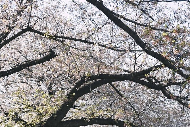 Tokyo City 1-Day Private Tour with Bilingual Driver - Asakusa and Senso-ji: classic Tokyo, with breathing room