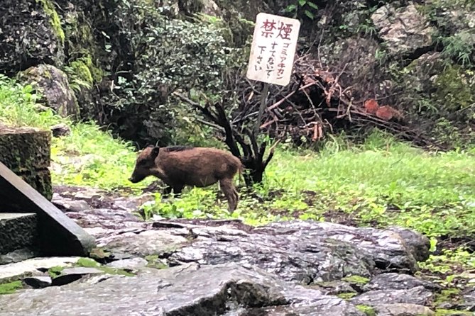 Tokyo Countryside Exploration Private Tour - Price and value: what $280.94 per person gets you