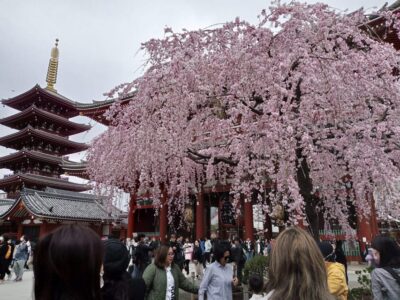 Tokyo: Full-day Immersive Private Tour by Premium Car - Price and Value: When $475 Makes Sense