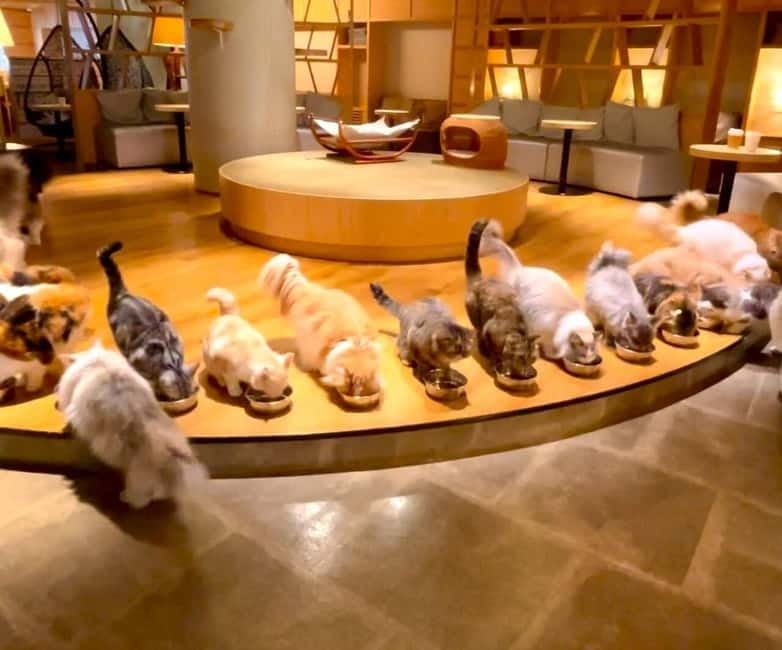 Tokyo: Gotokuji Cat Temple, Shinjuku Cat Cafe & 3D Cat Tour - Key things that make this tour worth your time