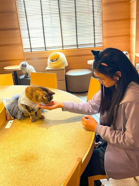 Tokyo: Gotokuji Cat Temple, Shinjuku Cat Cafe & 3D Cat Tour - Why this cat route feels like a Tokyo trip (not a theme park)