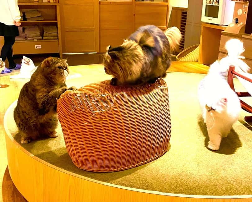 Tokyo: Gotokuji Cat Temple, Shinjuku Cat Cafe & 3D Cat Tour - Who should book this catastic Tokyo tour