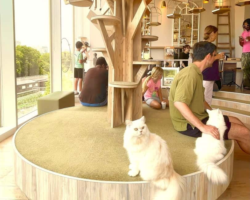 Tokyo: Gotokuji Lucky Cat Temple & Harajuku Cat Cafe Tour - Key cat highlights you’ll notice right away