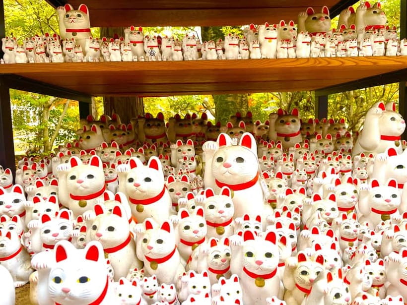 Tokyo: Gotokuji Lucky Cat Temple & Harajuku Cat Cafe Tour - Gotokuji Cat Temple: where the thousand lucky cats make sense