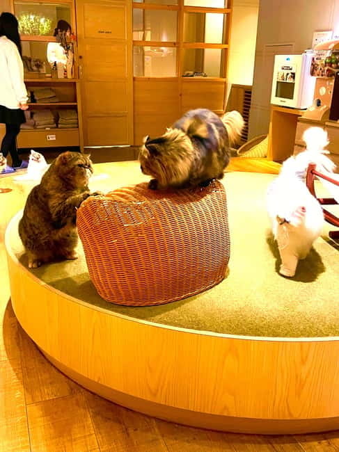 Tokyo: Gotokuji Lucky Cat Temple & Harajuku Cat Cafe Tour - 豪徳寺商店街 shopping: cat items, sweets, and gifts that fit real life