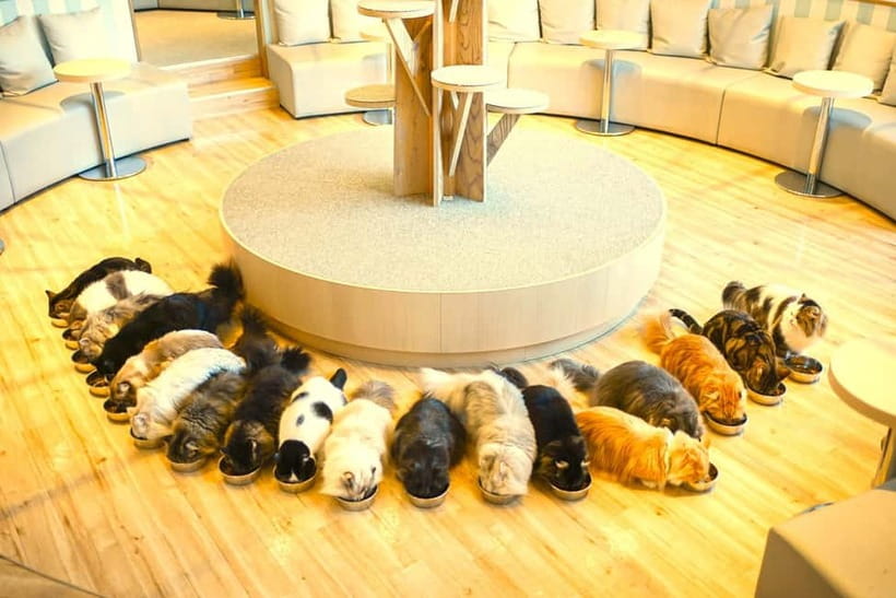 Tokyo: Gotokuji Lucky Cat Temple & Harajuku Cat Cafe Tour - Who this cat tour suits best (and who should skip)