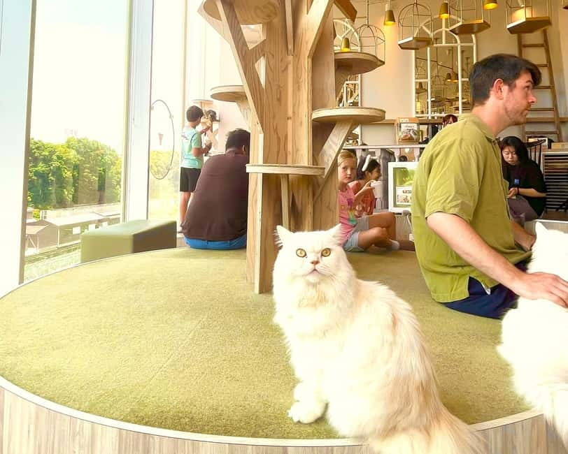 Tokyo: Gotokuji Lucky Cat Temple & Harajuku Cat Cafe Tour - Cat Cafe MOCHA Harajuku: your 30-minute intro to the day