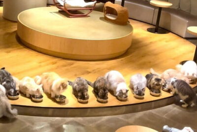 Tokyo: Gotokuji Lucky Cat Temple, Shinjuku Cat Cafe, 3D Giant Cat - Cat Café MOCHA Lounge Shinjuku: 30 Minutes With Real Cats