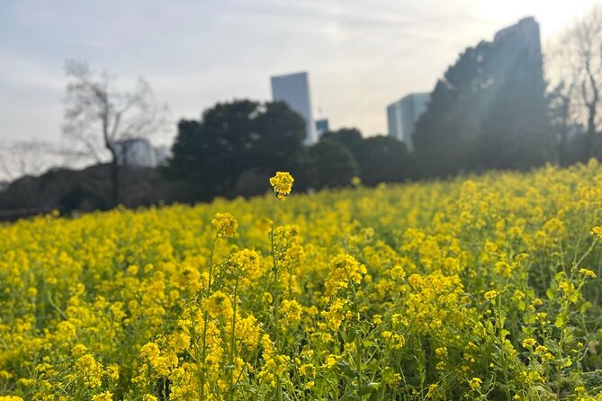 Tokyo: Hama-rikyu Gardens tour with Japanese Tea & Sweets - Meeting Points and a 90-minute tempo that stays sane