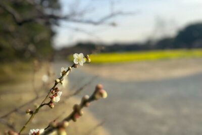 Tokyo: Hama-rikyu Gardens tour with Japanese Tea & Sweets - Inside the 30-minute guided stroll: Karesansui and Kaiyushiki in context