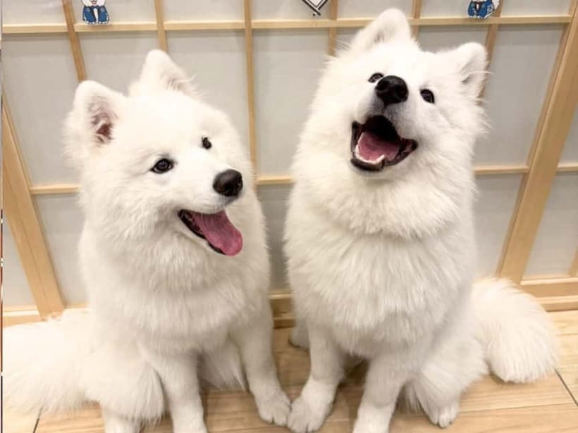 Tokyo Harajuku：30-Minute Samoyed Interaction Experience - Key points worth knowing before you go