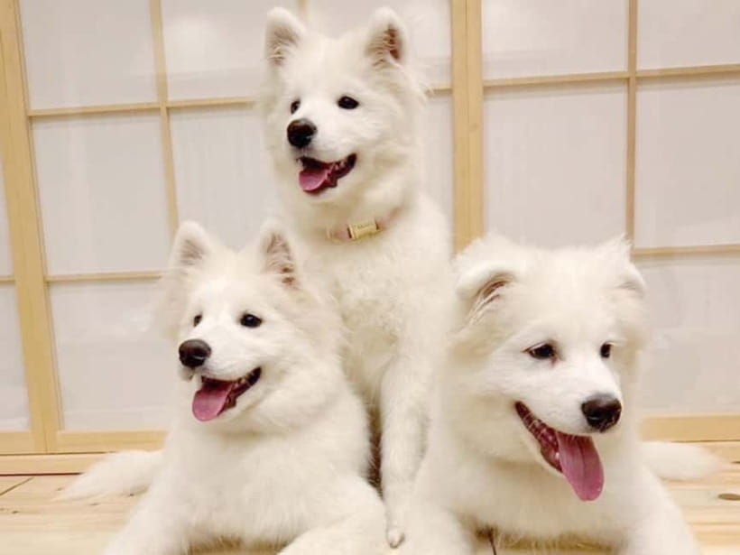 Tokyo Harajuku：30-Minute Samoyed Interaction Experience - 30-Minute Samoyed Therapy at Harajuku’s Tempo