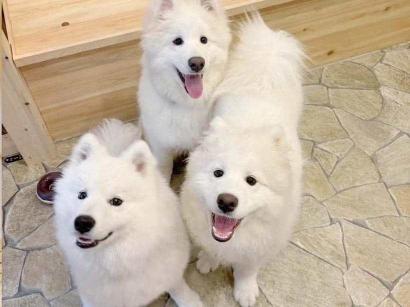 Tokyo Harajuku：30-Minute Samoyed Interaction Experience - Your Photo Moment: Happi Coat + Side-by-Side Session
