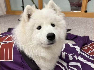 Tokyo Harajuku：30-Minute Samoyed Interaction Experience - What You Actually Do During the Session (Entry, Exit, and Dog Time)