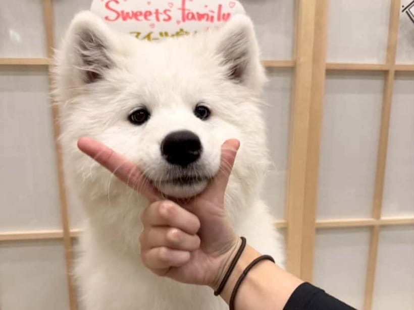 Tokyo Harajuku：30-Minute Samoyed Interaction Experience - All-You-Can-Drink: A Small Comfort That Helps