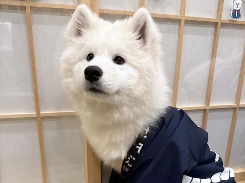 Tokyo Harajuku：30-Minute Samoyed Interaction Experience - Price and Value: Is $24 for 30 Minutes Fair?