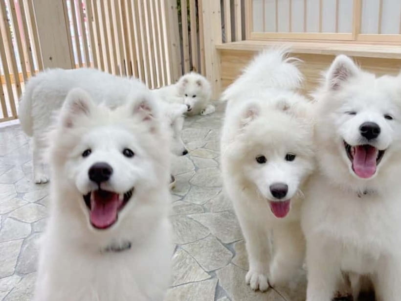 Tokyo Harajuku：30-Minute Samoyed Interaction Experience - Getting There: The Meiji-jingumae Anchor