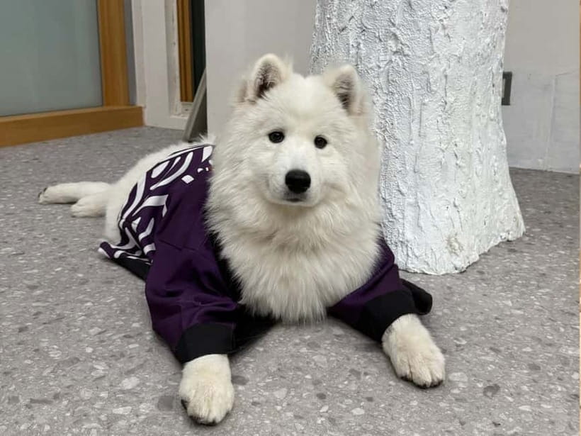 Tokyo Harajuku：30-Minute Samoyed Interaction Experience - Language and Staff Help: You Won’t Be Guessing