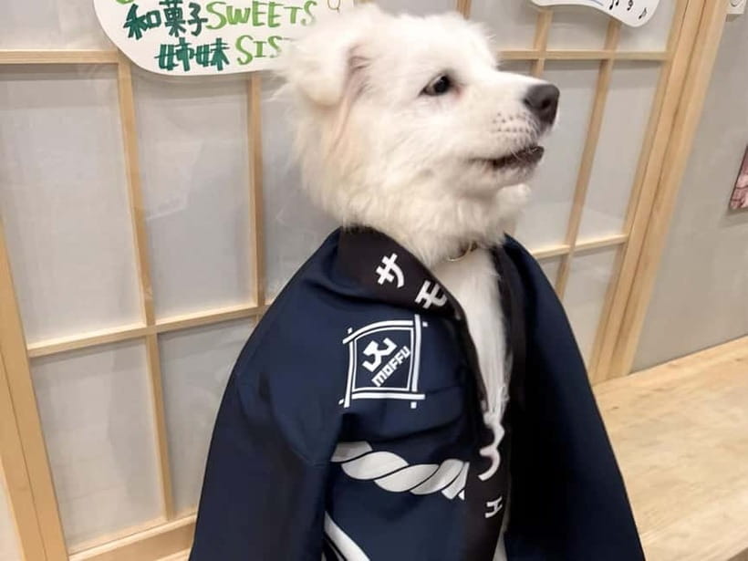 Tokyo Harajuku：30-Minute Samoyed Interaction Experience - Who This Experience Suits Best in Your Tokyo Day